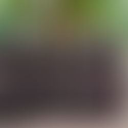 cmc Jai Christo & Jai Rani Provinces Celebrate Golden and Silver Jubilees