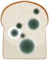 mold.jpeg