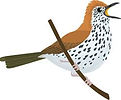 thrush.jpeg
