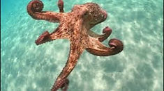 octopus image.jpeg