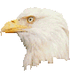 animated-eagle-image-0100.gif