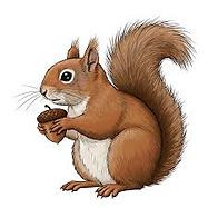 squirrel.jpeg