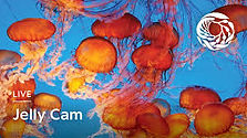 jelly cam.jpeg