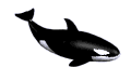 animated-whale-image-0047.gif