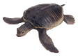 animated-turtle-image-0058.gif