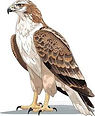 hawk.jpeg
