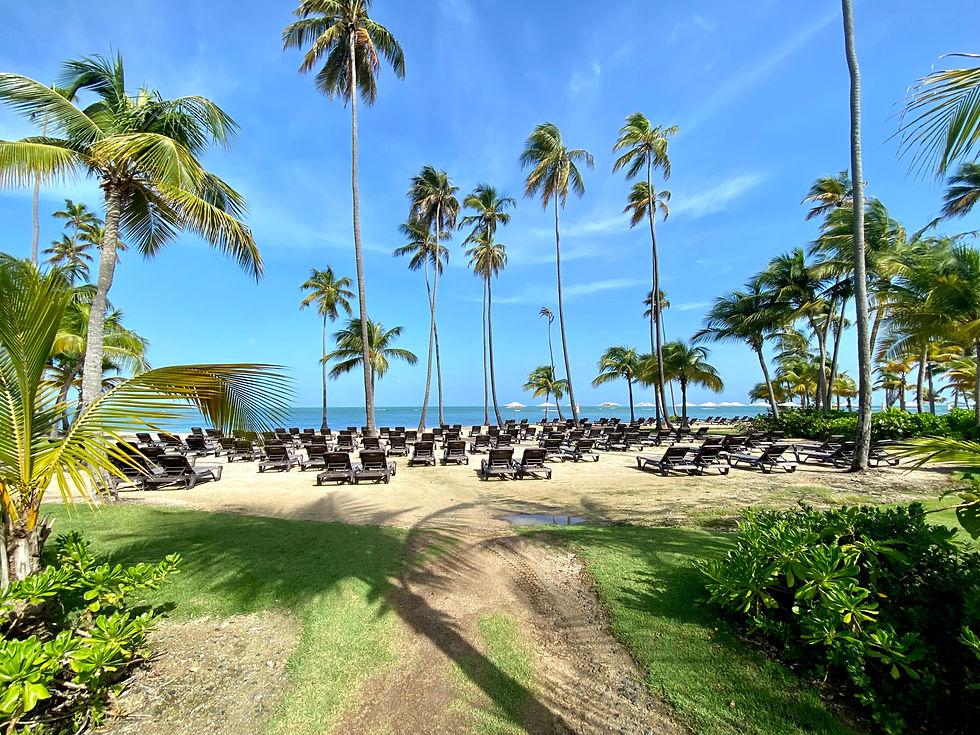 A serene tropical beachscape with rows of empty lounge chairs arranged under towering palm trees, looking out over a clear blue ocean under a bright, sunny sky.