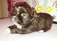 Filhote de Shih Tzu