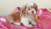 Filhote de Shih Tzu