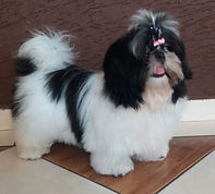 Shih Tzu (1).jpeg