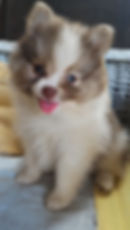 Filhote Spitz Alemão - Lulu da Pomerânia