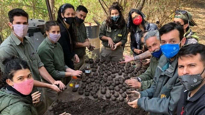 “Bombas de semillas” para reforestar las Sierras tras los incendios