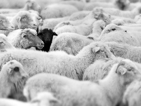 Black Sheep