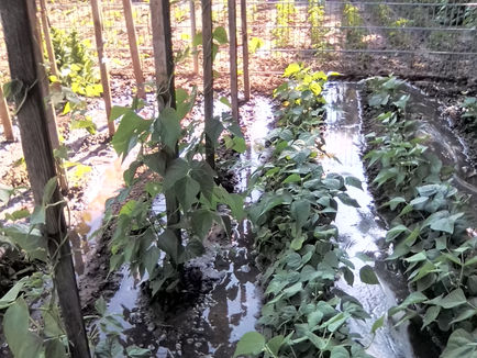 Rigoles dans les jardins...