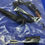 Miniatura: 2323297 THERMISTOR DCHS (0983321, 098332J), THERMAL SENSOR. DIS. PIPE Daikin