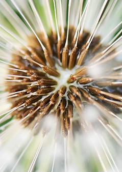 dandelion.jpeg