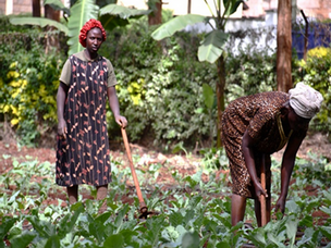 Después de finalizar el proyecto, el emprendimiento agropecuario en Nairobi sigue funcionando con éxito
