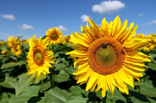 Sunflower oil