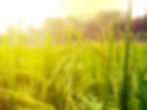 Paddy rice.jpg