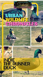 Urban Wildlife Chronicles Indie the Runner Duck