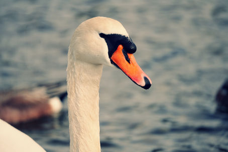 Sammy the Swan: A Moment I Didn’t Plan for - March 28, 2026