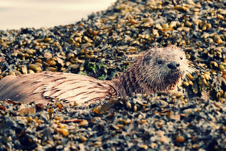 The Otter Was Dining, the Gulls Were Screaming, and I Was Thriving - May 19, 2026