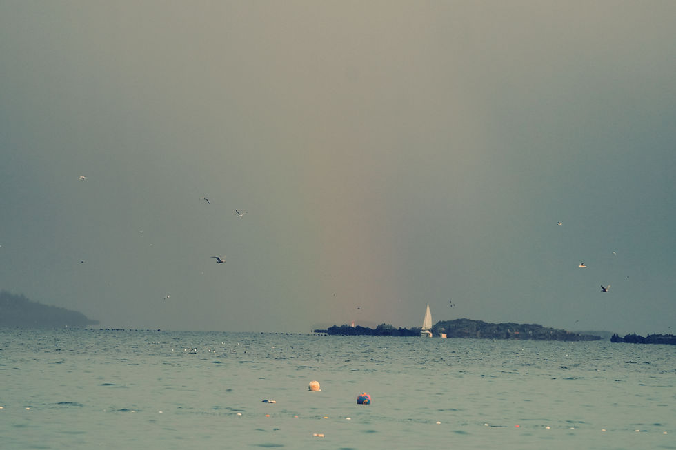 The Reward for the Chase: Sea Lions, Roe, and a Rainbow in Lantzville - March 13, 2026