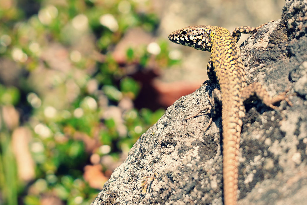 Thriving in the Wind: Lessons from the Wild - March 23, 2026