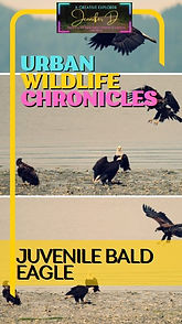 Urban Wildlife Chronicles Juvenile Eagles