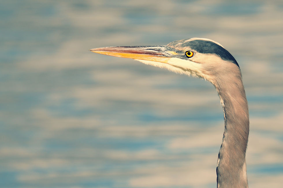Channeling My Inner Heron