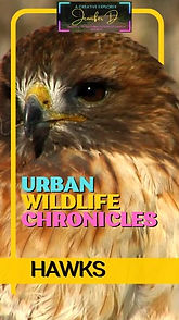 Urban Wildlife Chronicles Hawks