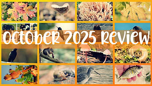 Urban Wildlife Chronicles Monthly Reflections - Oct.jpg