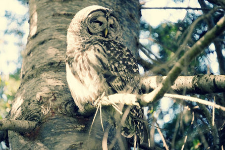 Osprey Breakfast Drama, Owl Wisdom, and One Kitten Who Preferred Sand - May 31, 2026