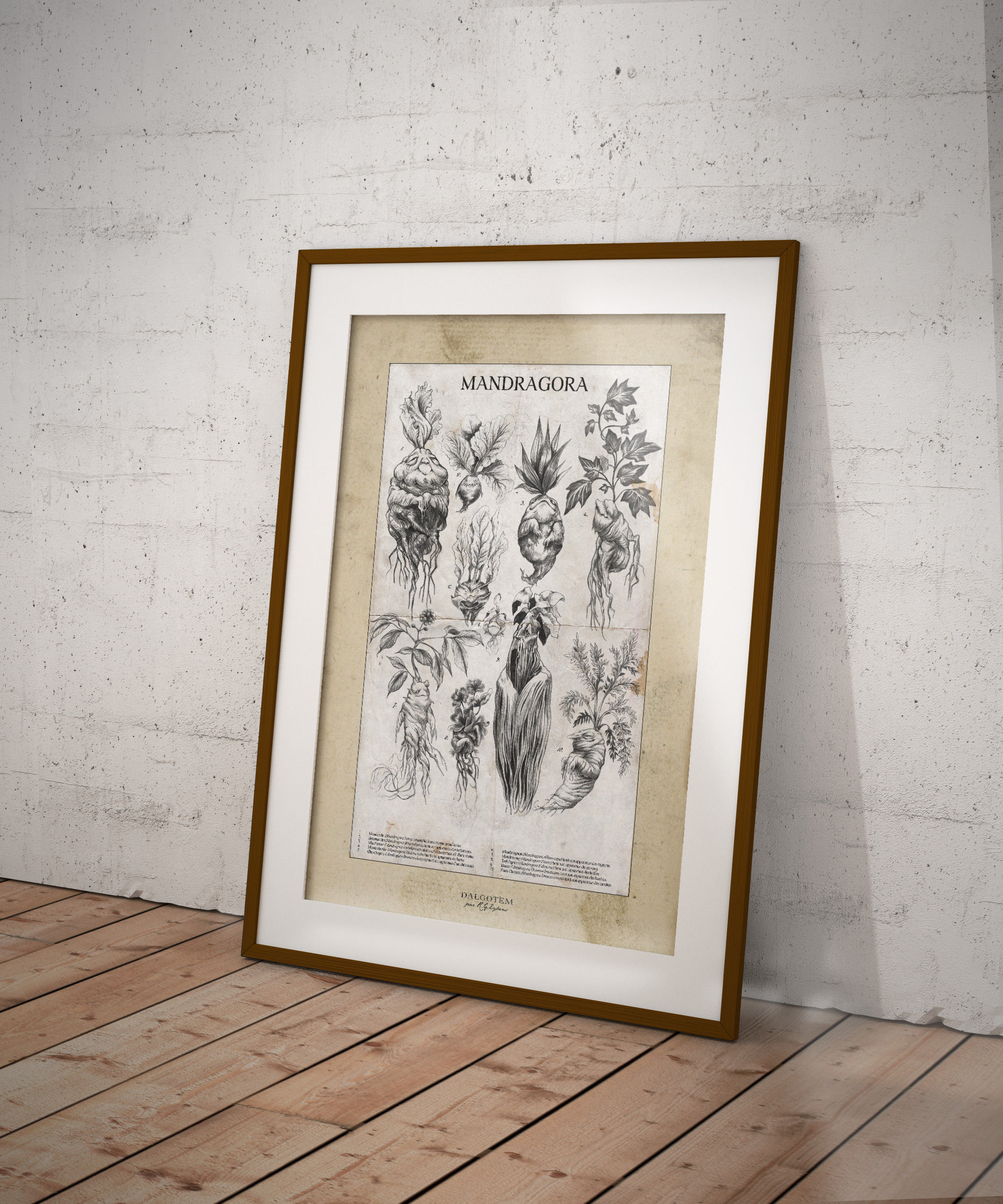 Print A3 - MANDRAGORE