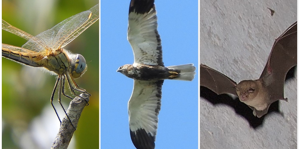 Tra le ali di insetti, uccelli e mammiferi