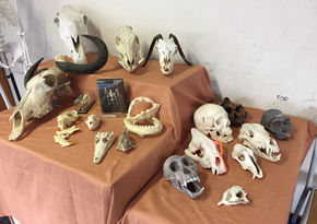 crani di mammiferi, rettili e pesci