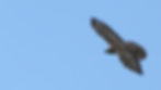 falco pecchiaiolo in volo