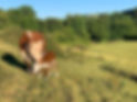 Cows on Easterbrooks Hill
