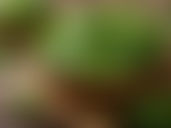 KI-generiertes Beitragsbild: Spinatblätter und ein Spinat-Extrakt als Symbol für Humanstudien zu Thylakoiden, Training, Entzündungs- und Stoffwechselwerten.