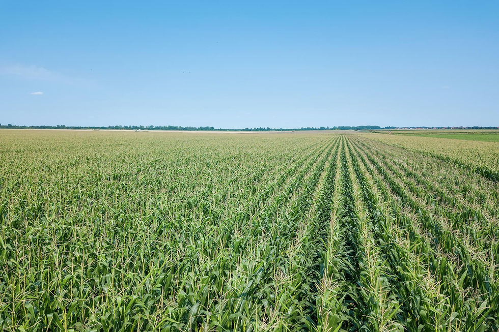 green-corn-field-corn-field.jpg