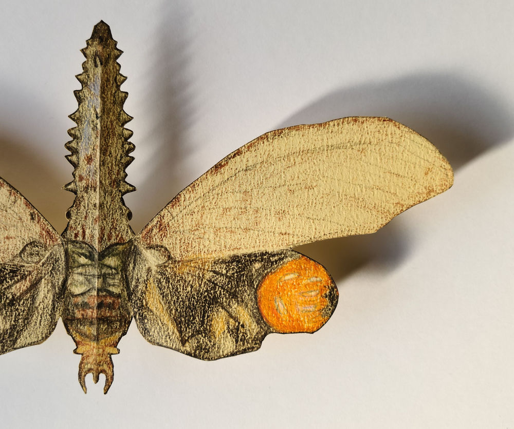 ノコギリビワハゴロモ １２０