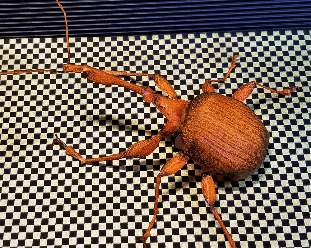 ドングリムシ ドングリムシ