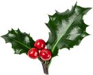 HOLLY WEBSITE 1.png