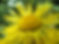 Inula_helenium_(Radu_Privantu) CC 2.0.jpg Close up.jpg