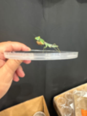 R. Latipronotum