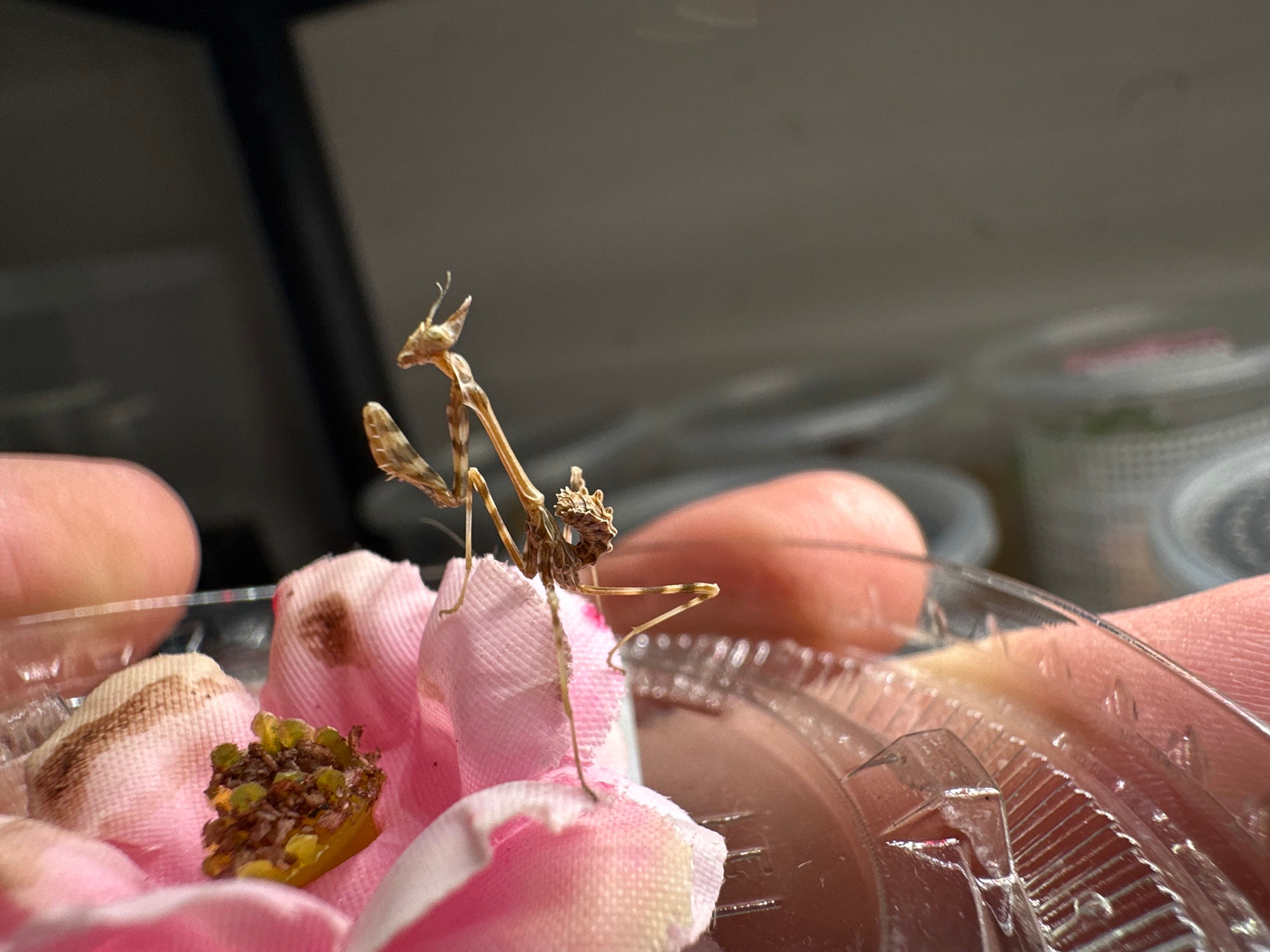 Cone head mantis (empusa pennata)