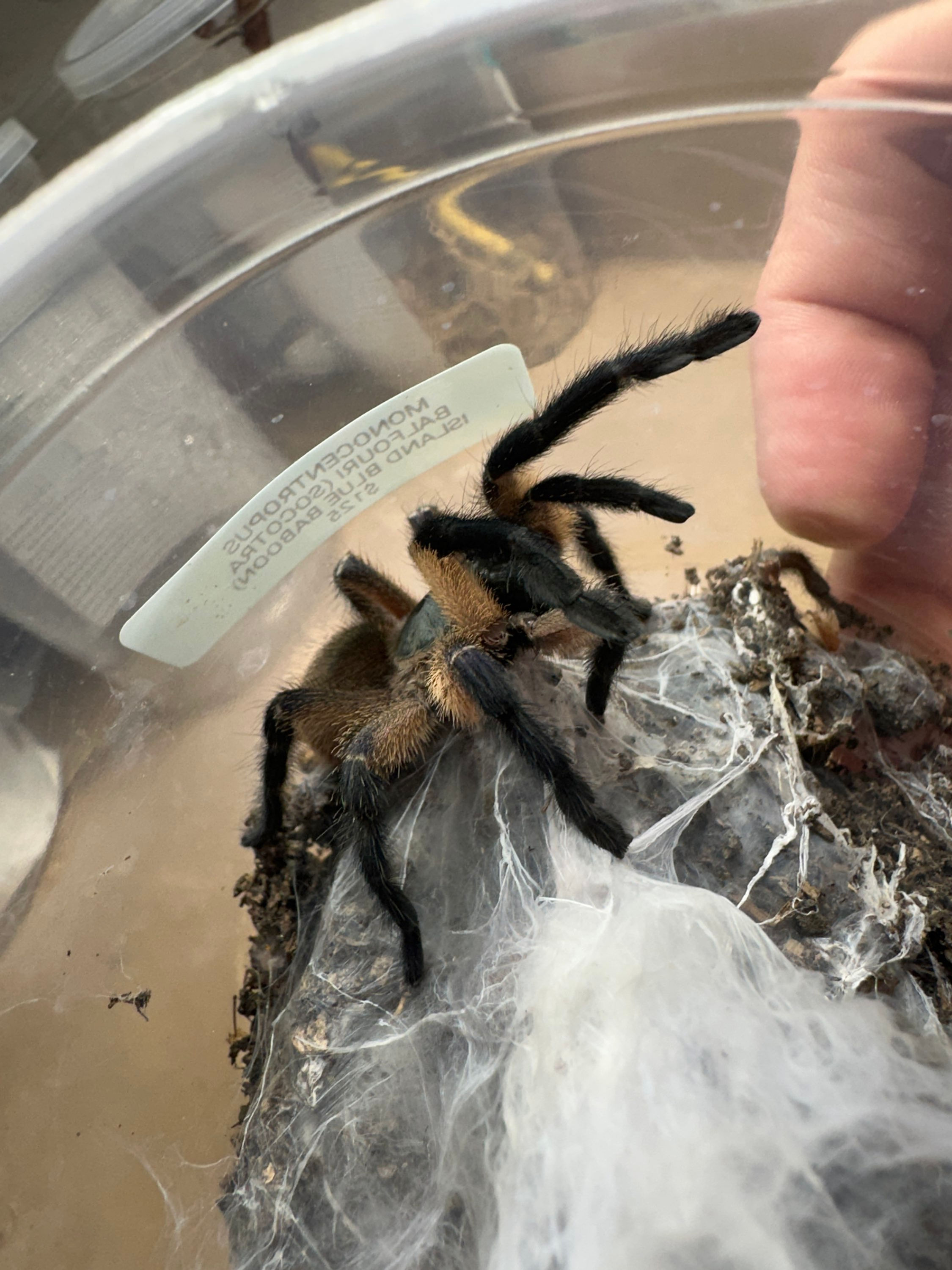 3-4” Monocentropus Balfouri(Socotra Island blue baboon)