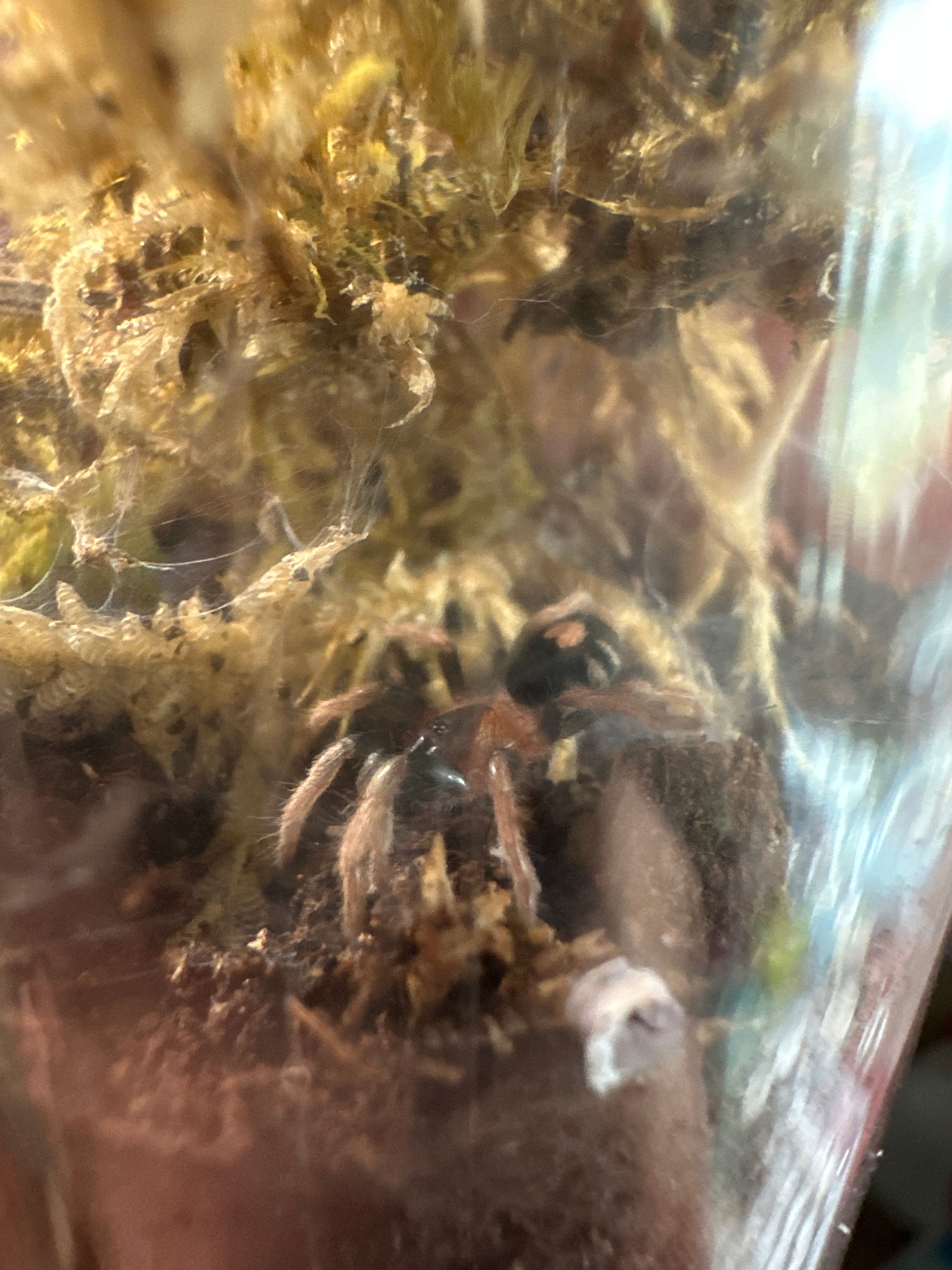 3/4” Cyriocosmus Elegans(Trinidad dwarf tiger)