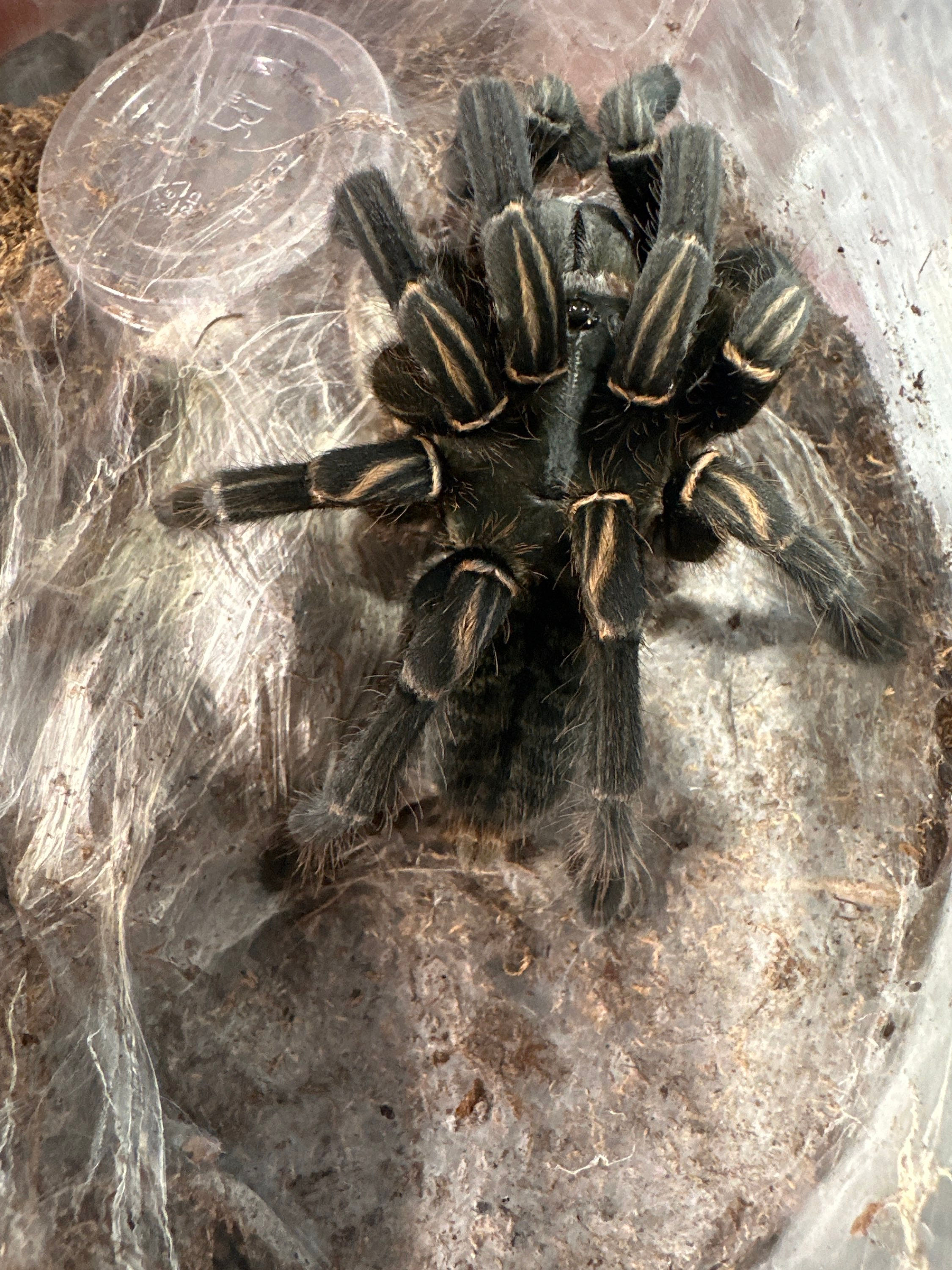 5” FEMALE Cyriopagopus Vonworthi