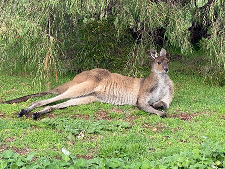 Australia plus a few cancellations